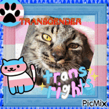 Cat Tabby Cat GIF - Cat Tabby Cat Transgender GIFs