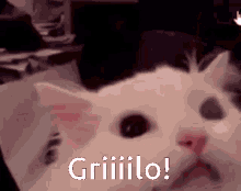 Griilo GIF - Griilo GIFs