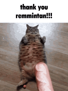 Minefortress Remmintan GIF - Minefortress Remmintan Cat GIFs