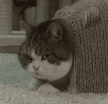 Cat What GIF - Cat What Wtf GIFs