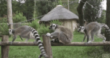 Lemur Funny GIF - Lemur Funny GIFs