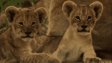 Lion Cubs GIF - Lion Cubs GIFs