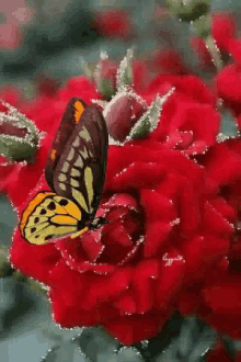 Red Roses GIF - Red Roses Butterfly GIFs