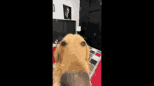 Doge Criminality GIF - Doge Criminality GIFs