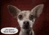 a small dog is talking to the camera with a speech bubble .