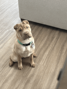 a small dog wearing a blue collar with a tag that says ' amanda ' on it