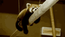 Cute Red Panda GIF - Cute Red Panda Hug Pole GIFs