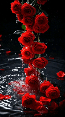 a bunch of red roses are falling into a body of water