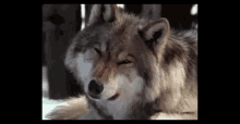 jason watching wolf cute