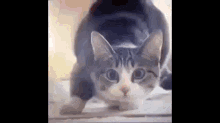 Wiggle Wiggle Wiggle GIF - Cat Shaq Funny GIFs