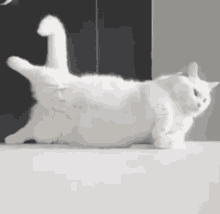 Cat Exercise Exercise GIF - Cat Exercise Exercise Exercising GIFs