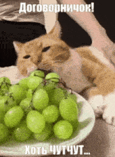 a cat is eating green grapes from a plate