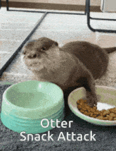 an otter is eating food from a bowl next to a plate of food .