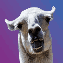 Ho Hombile GIF - Ho Hombile Llama GIFs