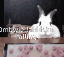Bunny Fall Falling Ombwie GIF - Bunny Fall Falling Ombwie GIFs