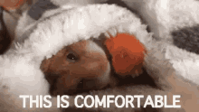 This Is Comfortable GIF - Comfortable This Is Comfortable Comfy GIFs