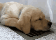Wiggle Ears Puppy GIF - Wiggle Ears Puppy Dog Sleeping GIFs
