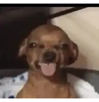 a brown dog is sticking its tongue out while sitting on a bed .
