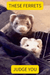 two ferrets are wrapped in a blanket with a judge you button below them