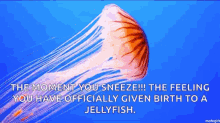 Jelly Fish Jelly GIF - Jelly Fish Jelly Ocean GIFs
