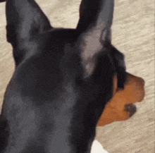 a close up of a black and brown dog 's head with its ears pointed to the side .