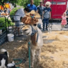 a dog wearing a cowboy hat is standing next to a cow .