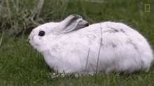 Looking Around National Geographic GIF - Looking Around National Geographic Artic Fox GIFs