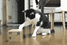 Cat Box Kitten. GIF - Catbox Cats Surprise GIFs