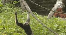 a monkey is hanging from a tree branch with a zoo logo on the bottom