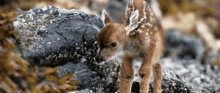 deer fawn baby nature wild