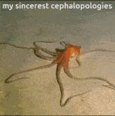 Cephalopologies Octopus GIF - Cephalopologies Octopus Shrimple As That GIFs
