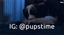 a picture of a dog with the words ig : @pupstime above it
