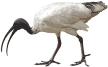 ibis bird beak white bird wading bird