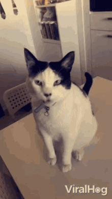 Cat Pet Cat GIF - Cat Pet Cat Cheese Cat Challenge GIFs