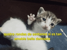 two kittens are sitting next to each other and the caption says quatro rondas de sentones si es tan amable bella damisel