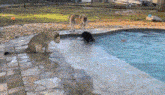 a lion and a dog are playing in a pool .