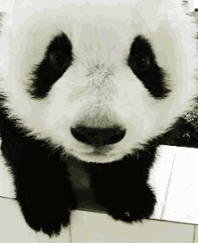 Panda Cutepanda GIF - Panda Cutepanda GIFs