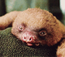 Sloth Tongue Out GIF - Sloth Tongue Out Chewing GIFs