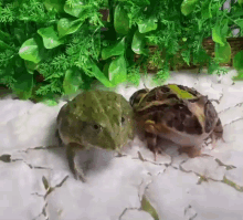Frog Eat GIF - Frog Eat Sudden GIFs