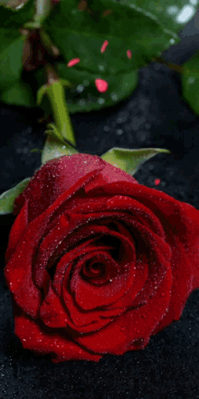 Rose Glitter57 Love Rose57 GIF