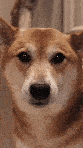 a close up of a brown and white dog 's face looking at the camera