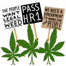 the people want legal weed pass hr1 we need a government to work for the people weed four twenty