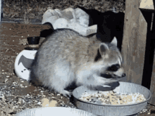 Raccoon Twitch GIF - Raccoon Twitch Wildlifecam GIFs
