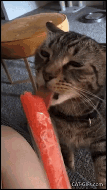 Cat Lick GIF - Cat Lick Yawn GIFs