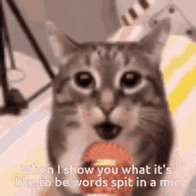 When I Show You What Its Like To Be Words Spit In A Mic Enemy GIF - When I Show You What Its Like To Be Words Spit In A Mic Enemy Cat GIFs
