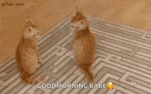 two cats standing next to each other on a rug with the words good morning babe written on it .