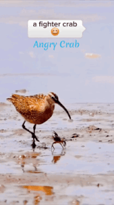 a picture of a bird with the words a fighter crab angry crab