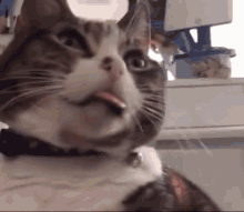 Grimace Cat Grimace GIF - Grimace Cat Grimace Cat Frozen GIFs