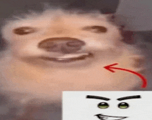 a close up of a dog 's face next to a picture of a face .