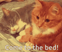 Couple Cat GIF - Couple Cat Bed GIFs